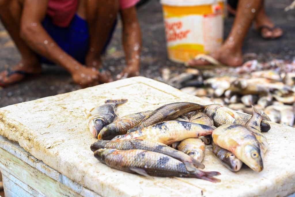 Peixes do Acre apresentam altos níveis de contaminação por mercúrio, mostra estudo
