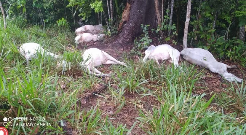 Queda de raio mata 16 cabeças de gado em ramal no interior do Acre