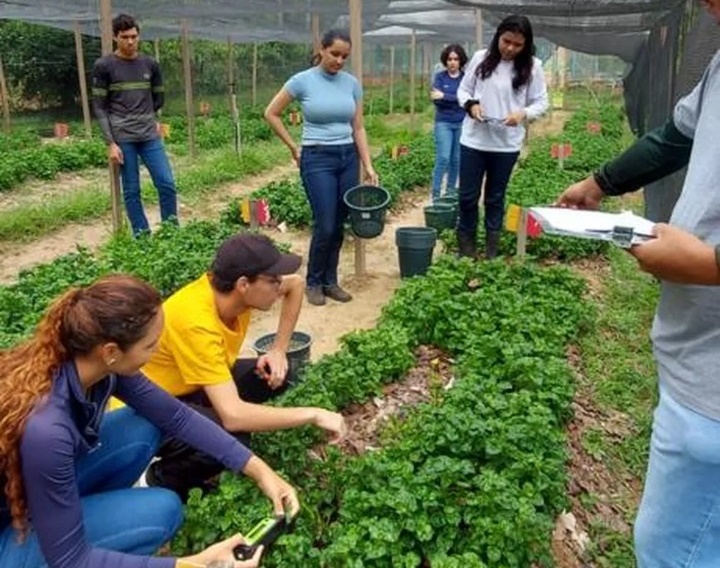 Com 30 espécies, laboratório da Ufac estuda plantas não convencionais com potencial alimentar