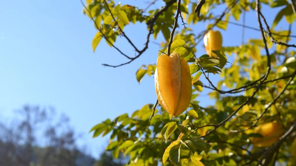 Idaf realiza caravana de prevenção da mosca da carambola no Acre