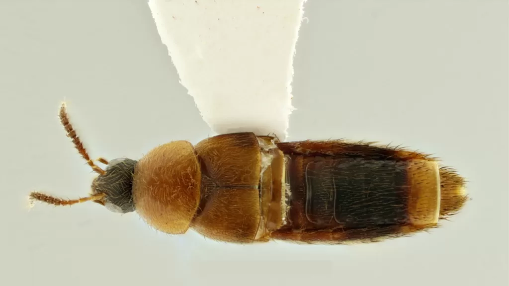 Nova espécie de besouro encontrada no Acre pode ajudar a investigar assassinatos; entenda