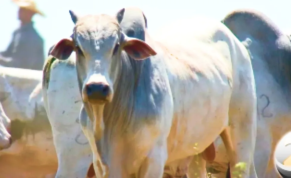 Produtores estão obrigados a emitir nota fiscal de venda de gado para os frigoríficos