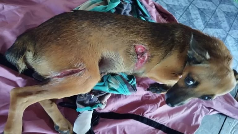 Cachorros enfrentam invasores e são feridos em tentativa de proteger residência em Mâncio Lima