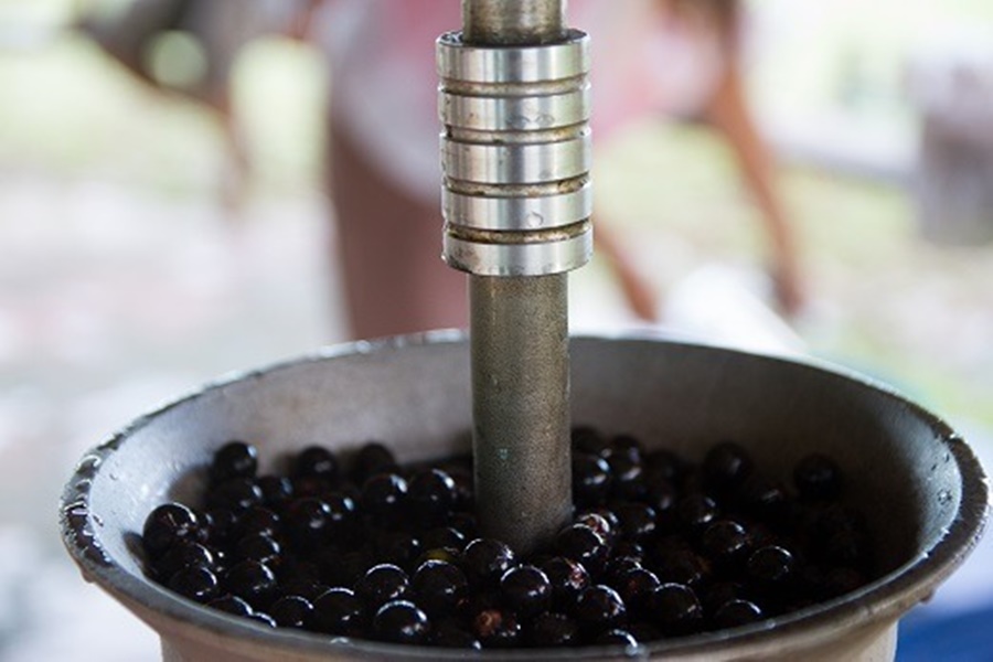 Registro de Indicação Geográfica para o açaí de Feijó deve fortalecer a bioeconomia do Acre