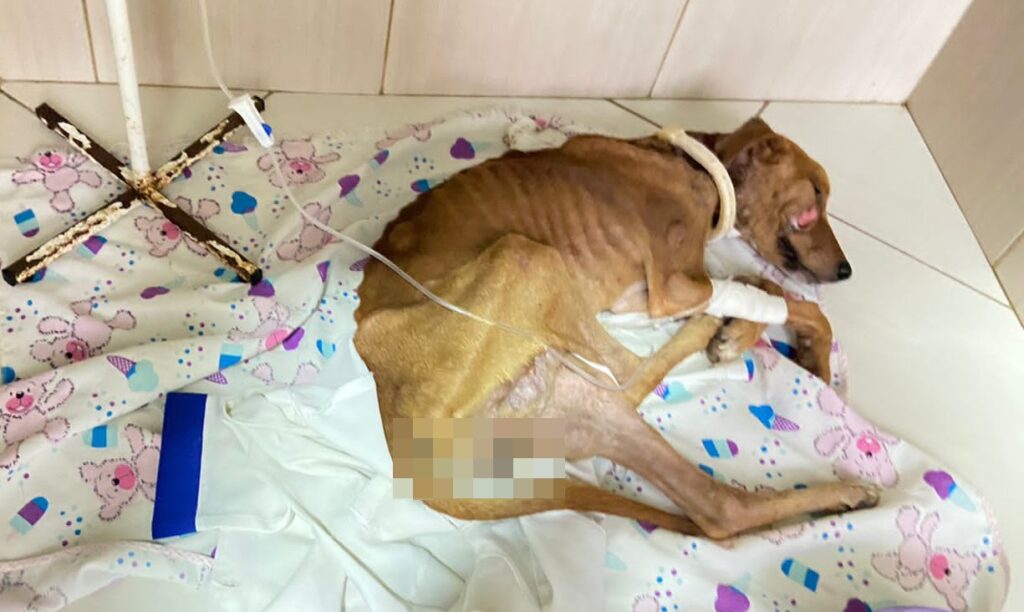 Protetoras pedem ajuda para custear tratamento de cachorro resgatado em Cruzeiro do Sul