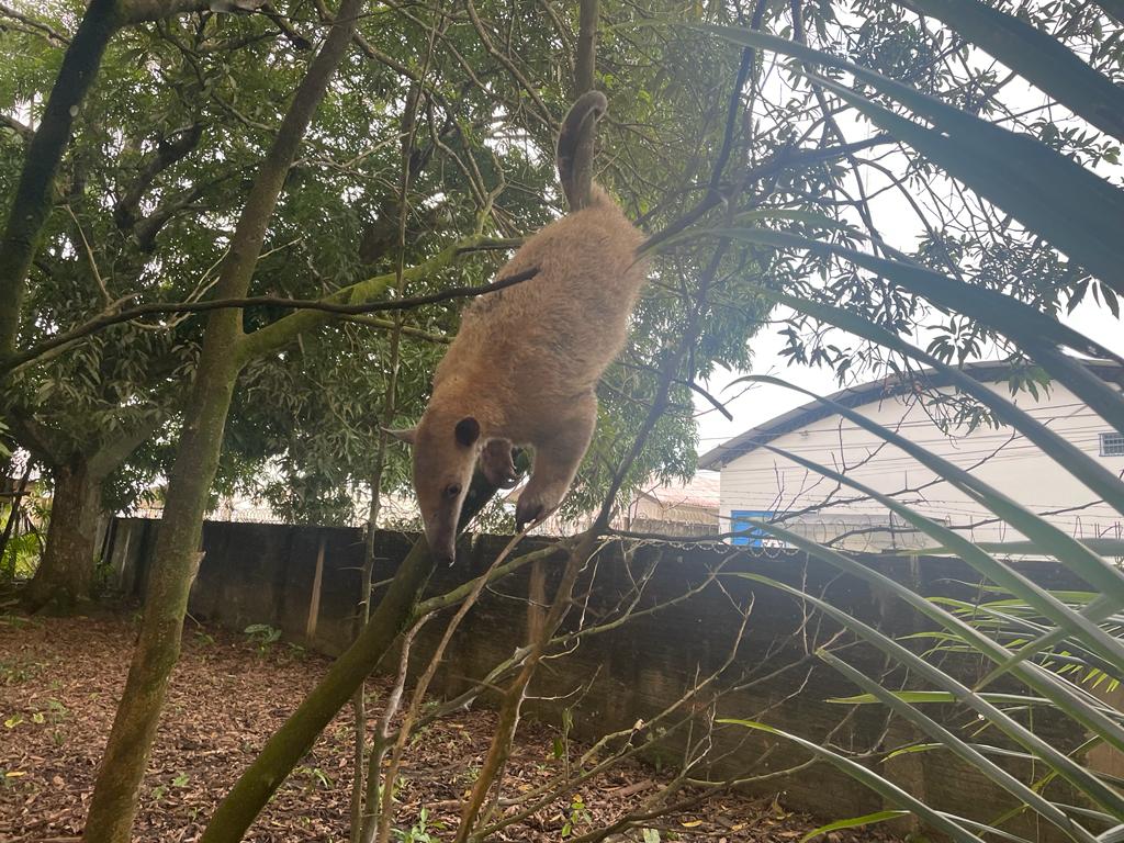 VÍDEO: Bombeiros resgatam tamanduá no quintal de casa em Cruzeiro do Sul