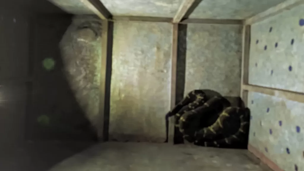 Morador de Cruzeiro do Sul encontra Jararaca de quase dois metros no quintal de casa e aciona Corpo de Bombeiros