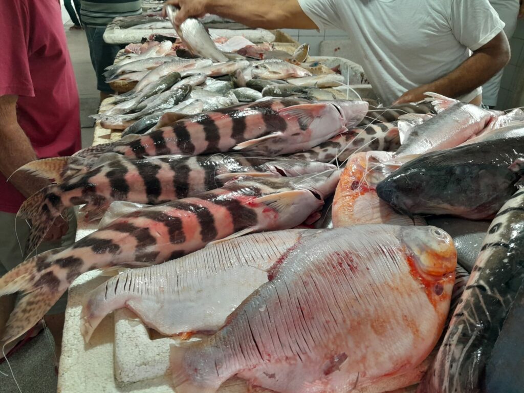 Abastecimento no Mercado do Peixe de Cruzeiro do Sul é reduzido nesta época de cheia