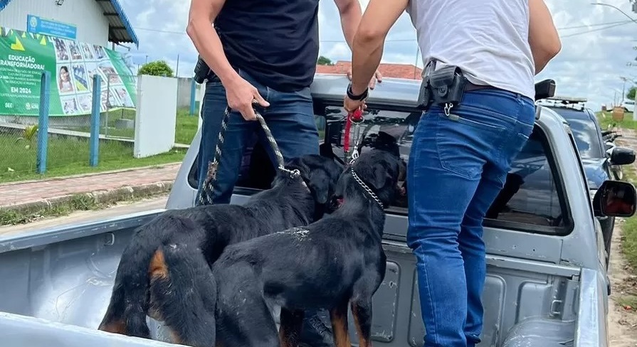 VÍDEO: Polícia Civil resgata dois cães vítimas de maus-tratos em Rodrigues Alves