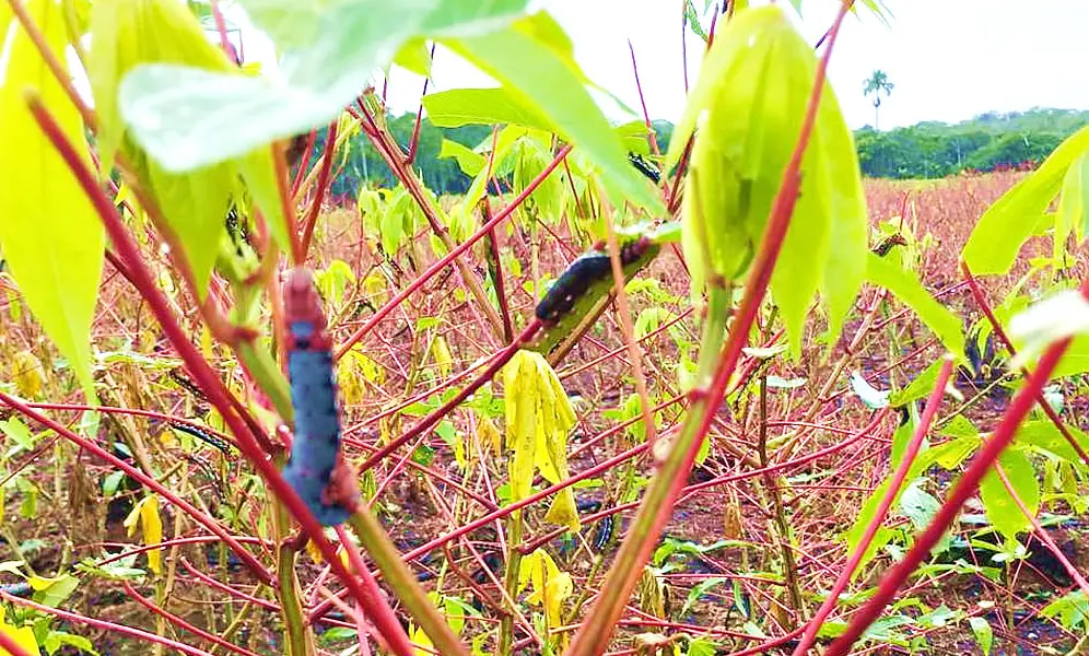 Embrapa do Acre alerta para o surto da mandarová, lagarta que é a maior ameaça à cultura da macaxeira no estado