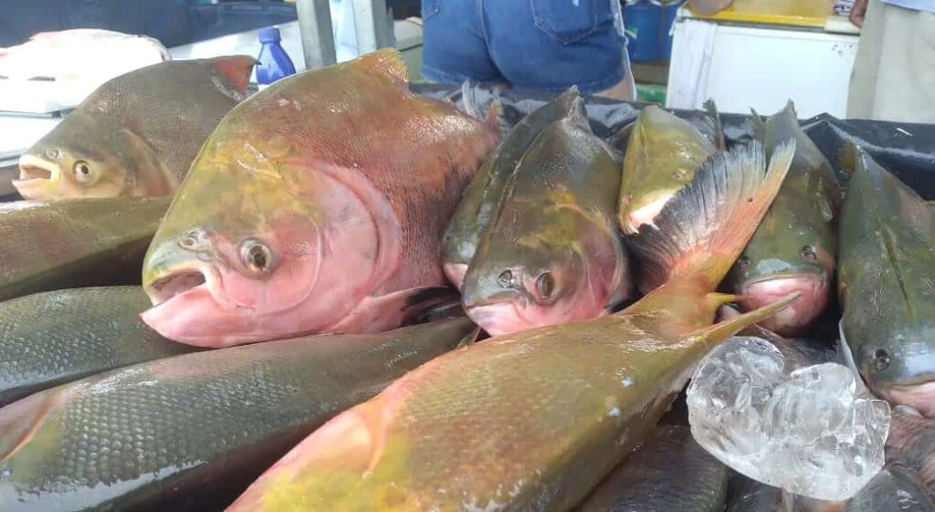 Rio Branco tem níveis ‘alarmantes’ de consumo de mercúrio, diz estudo inédito