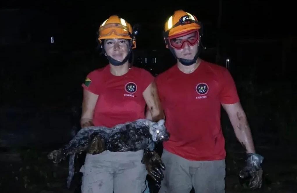 Em Cruzeiro do Sul, bombeiros resgatam animal preso em tambor de piche