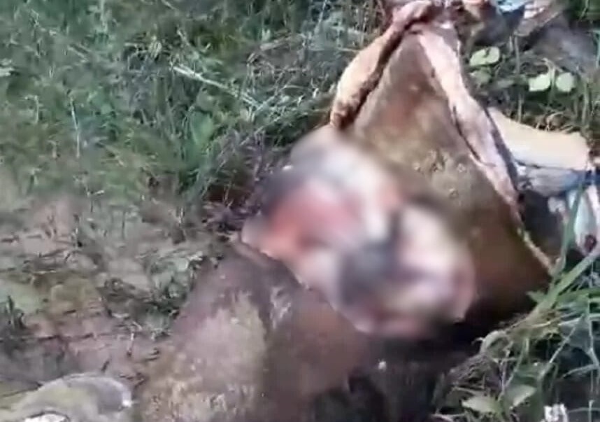 Cavalo é encontrado com o corpo partido ao meio e o coração removido, no interior do Acre