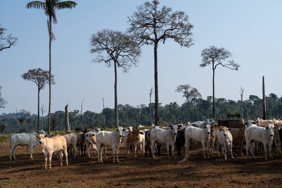 Fazendeiro famoso usa ‘laranjas’ para esconder crimes ambientais em área que faz divisa com o Acre