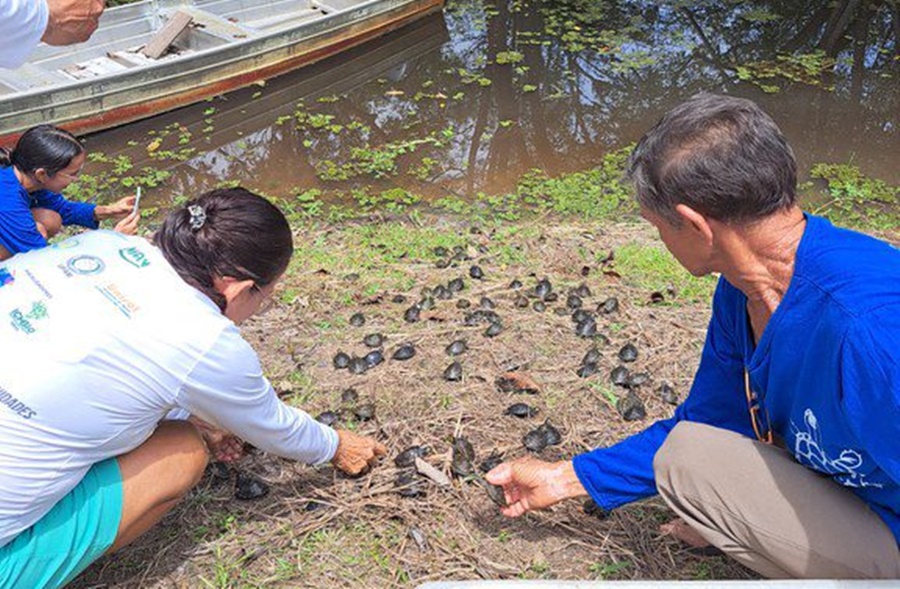 Mais de 6 mil quelônios são soltos na Amazônia em ação de conservação da biodiversidade da região