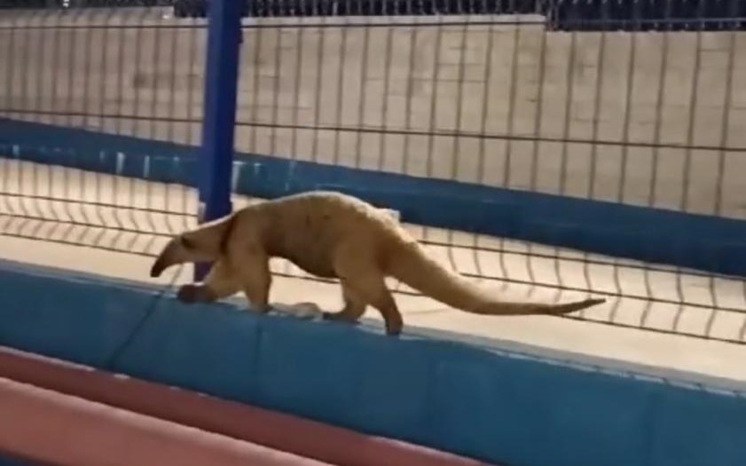 VÍDEO: tamanduá é flagrado caminhando em supermercado de Rio Branco