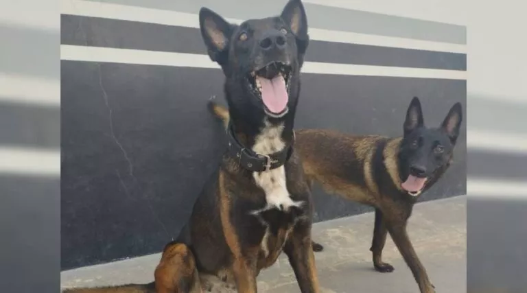 Canil da CPE realizará “Cãominhada” em Cruzeiro do Sul