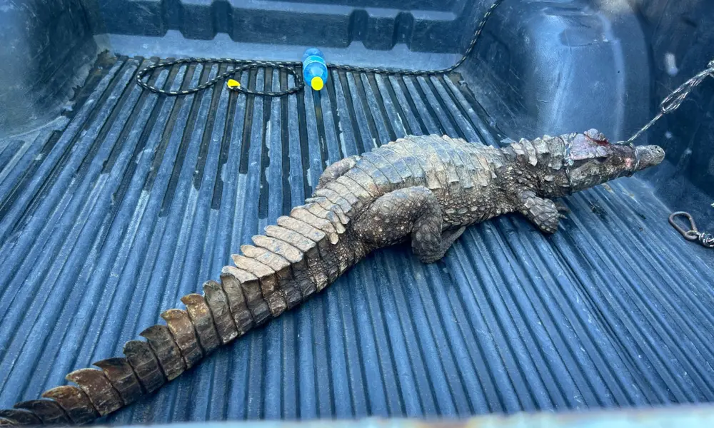 Polícia Militar resgata jacaré em avenida movimentada de Cruzeiro do Sul