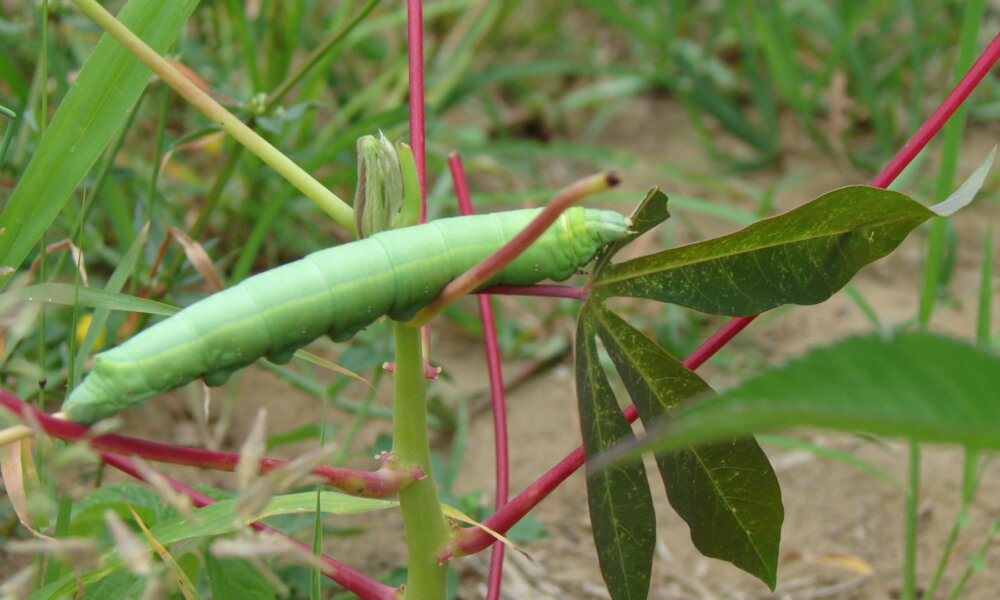 Mandarová da mandioca que assola o Acre pode apresentar evolução da resistência a agroquímico, diz pesquisador