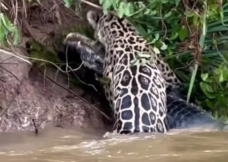 Ataque surpresa: onça-pintada dá ‘bote’ em jacaré e ganha confronto; assista