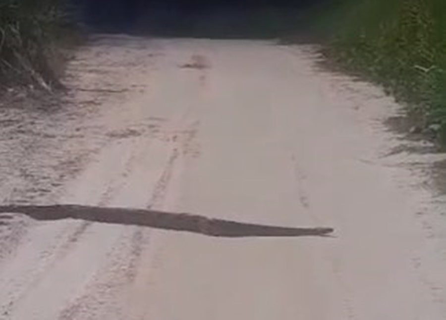 Jiboia de mais de 2 metros é avistada por populares em ramal de Rodrigues Alves