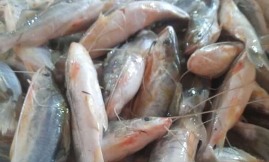 Mercado do peixe de Sena Madureira recebe 200 quilos de mandi de Cruzeiro do Sul