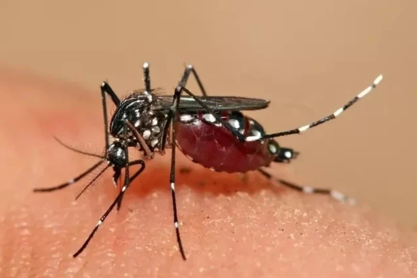 Acre tem ligeira redução nos casos de dengue e aumento de Chikungunya