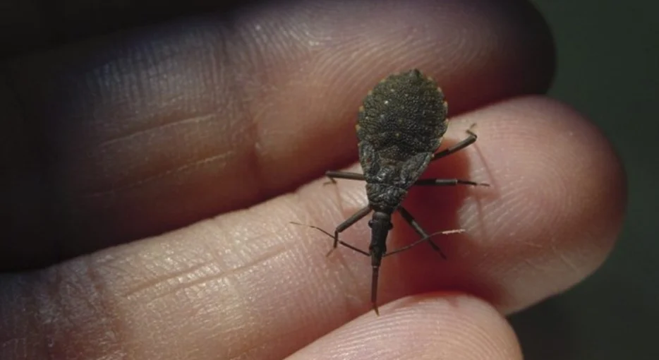 Cruzeiro do Sul confirma 9 casos de doença de Chagas