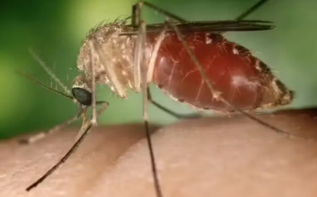 Dois casos de febre oropouche no Acre são investigados pelo Ministério da Saúde