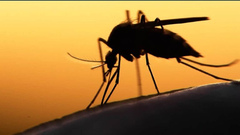 Oropuche: Acre tem 3 casos de transmissão de mãe para bebê em investigação