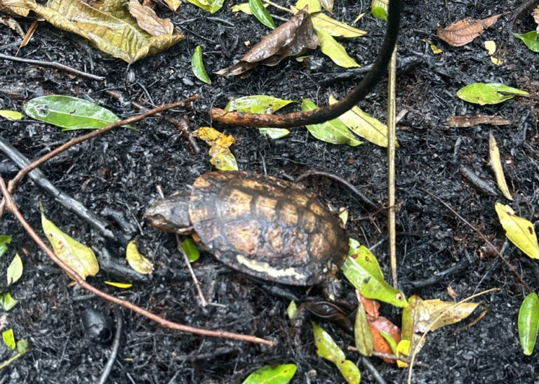 Serpentes, tatus e jabutis são principais vítimas de incêndio no Acre