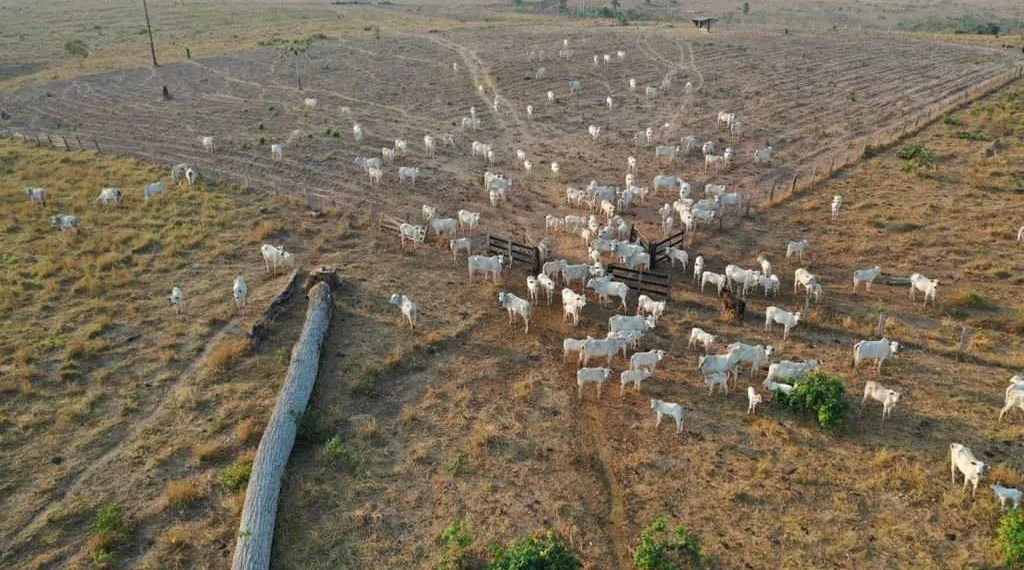 Seis municípios do Acre têm mais áreas para agropecuária do que floresta