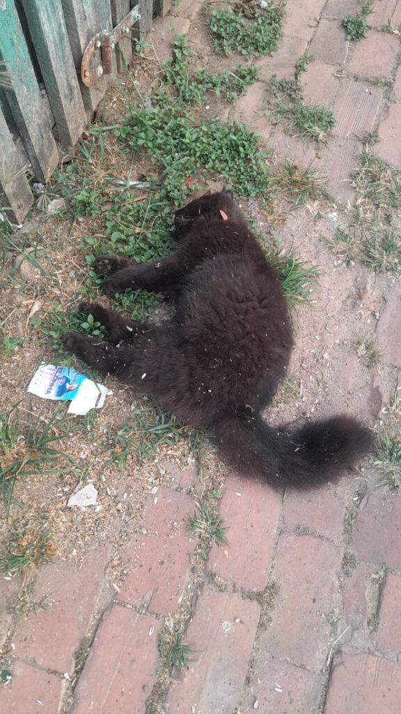 Cães e gatos são envenenados e associação registra B.O em Rio Branco