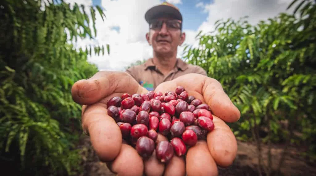 Acre premia vencedores do 2° Concurso de Qualidade do Café Robusta Amazônico