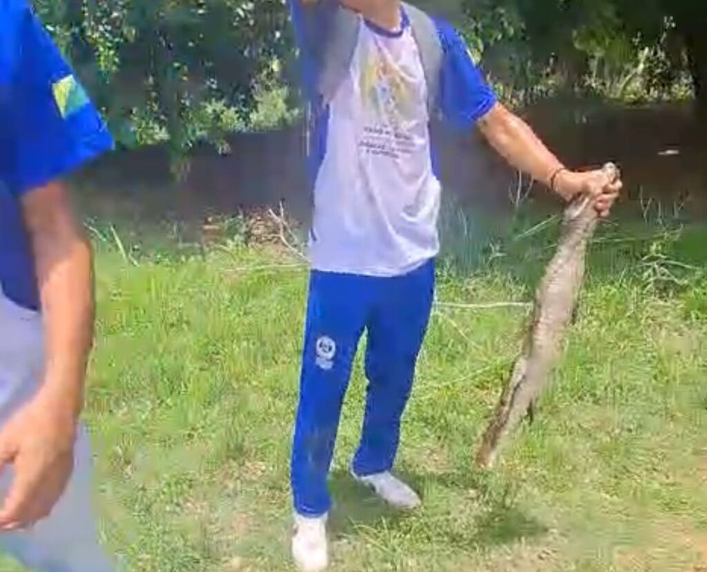 VÍDEO: No Acre, estudantes matam jacaré e exibem animal pelas ruas