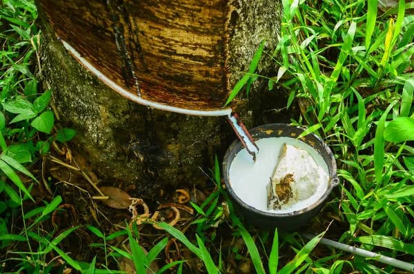 Tabela de subvenção para derivados da borracha é atualizada no Acre