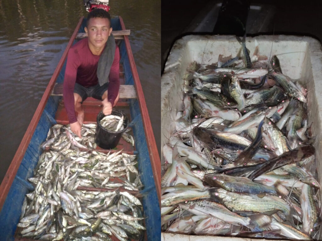 Fartura de mandim impressiona moradores no interior do Acre