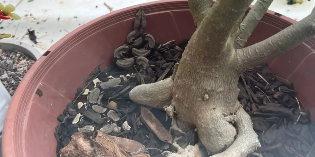 Moradora encontra filhote de cobra na sacada de apartamento no AC; ASSISTA