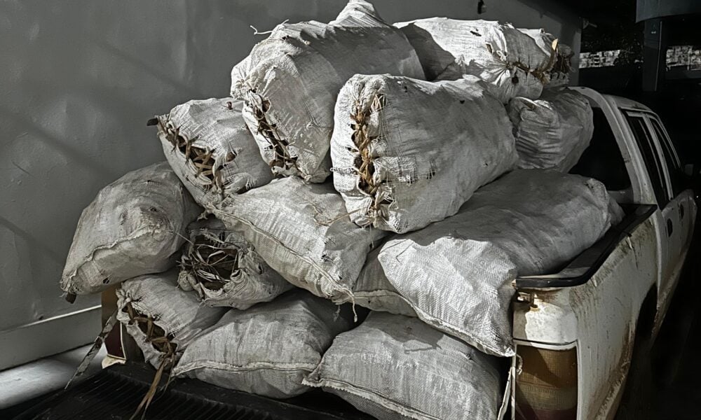 Homem é detido com meia tonelada de matéria-prima da Ayahuasca no Acre