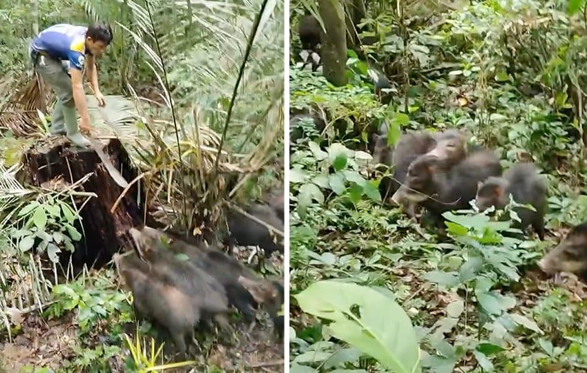 Ribeirinho é cercado por porcos-do-mato no interior do Acre; ASSISTA