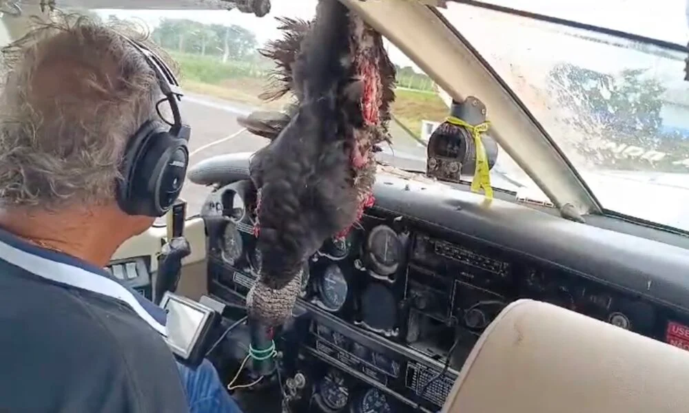 Urubu fica preso no para-brisa de avião em Eirunepé (AM); ASSISTA