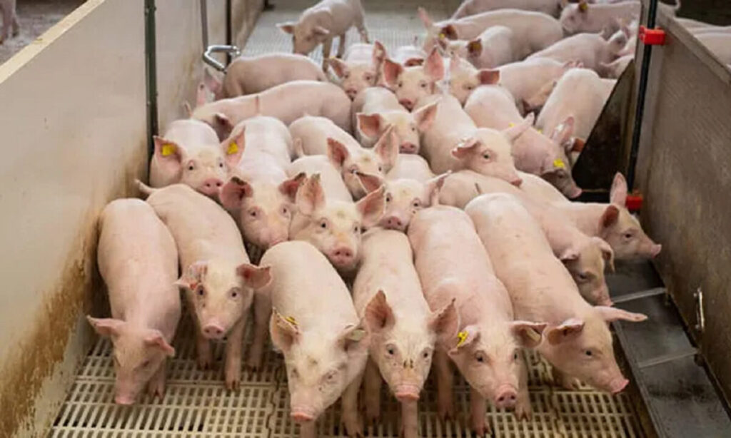 Acre abre as portas para o Peru importar carnes de outros estados do Brasil