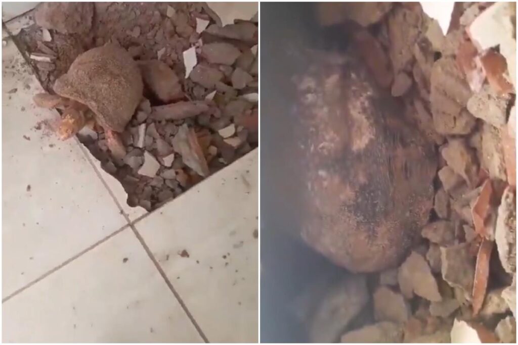 apos-10-anos,-mulher-faz-obra-e-acha-jabuti-vivo-“enterrado”-no-piso