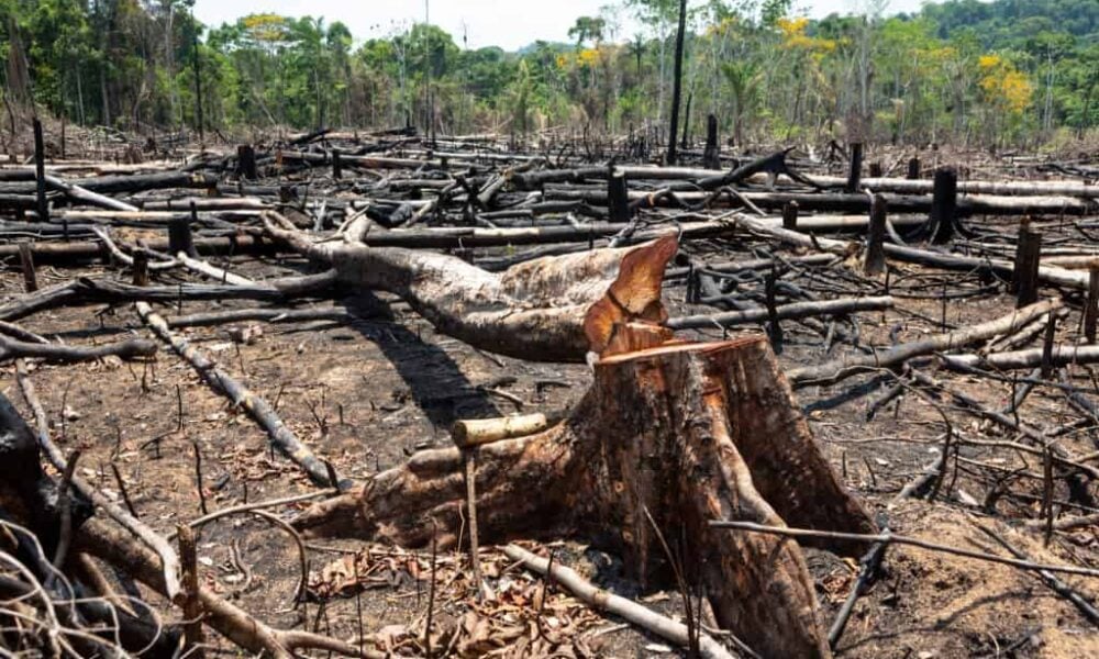Acre teve 400 km² de desmatamento ilegal, mostra estudo de instituto