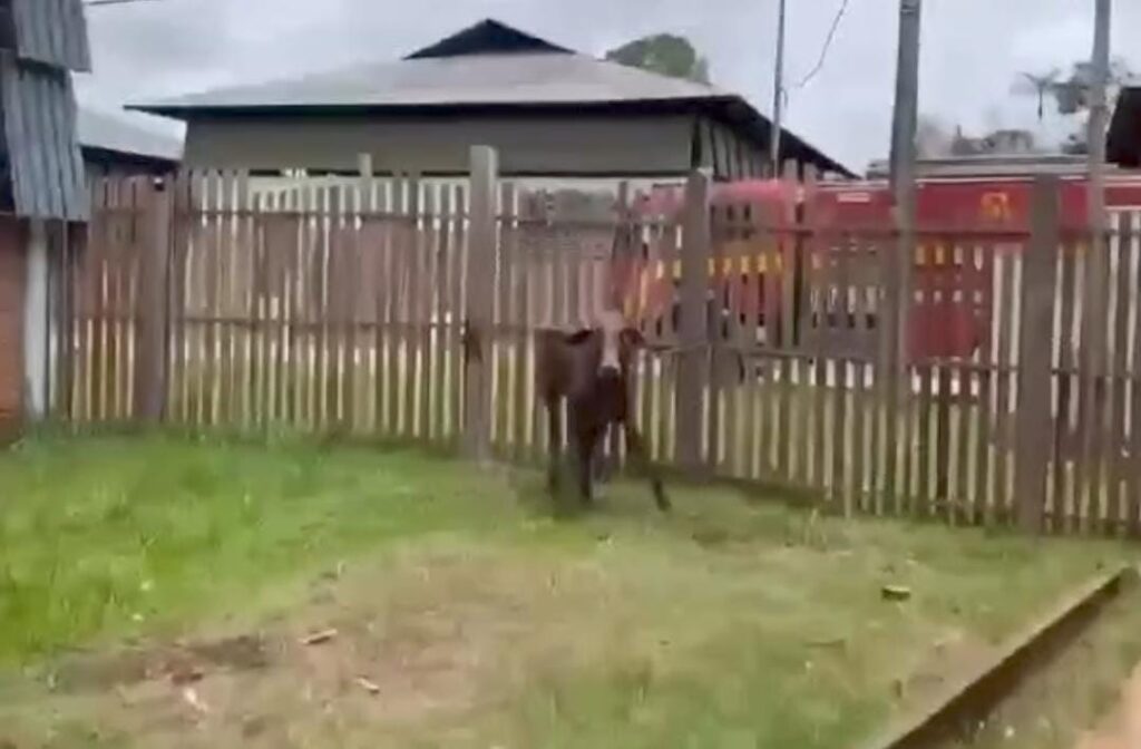 Bombeiros resgatam bezerro que caiu em fossa no interior do Acre; ASSISTA