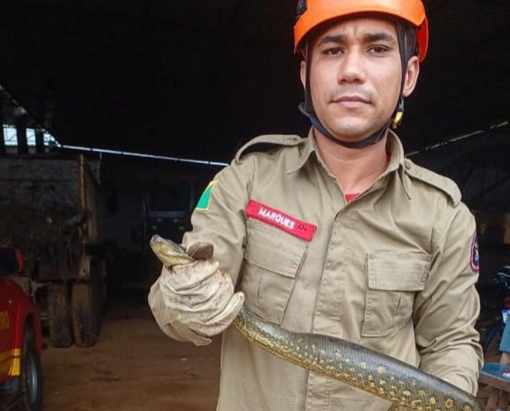 Bombeiros realizam resgate de sucuri em Rodrigues Alves; ASSISTA