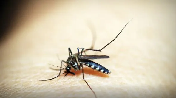 Opas emite alerta para risco de surtos de dengue 3 nas Américas