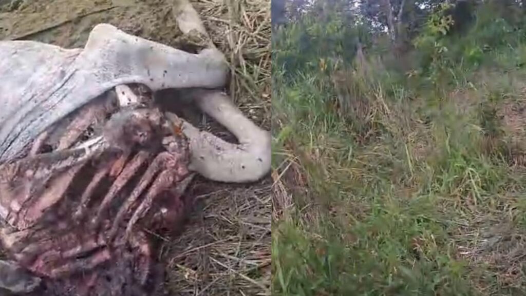 Bezerro é devorado por onças famintas no interior e deixa moradores desesperados; ASSISTA