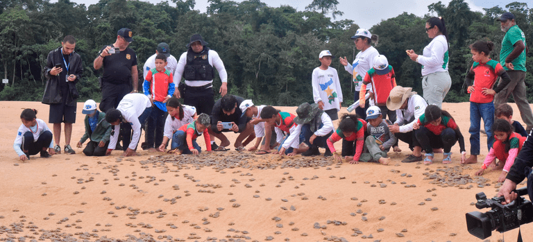 Crianças participam da soltura de 100 mil filhotes de tartarugas na Amazônia
