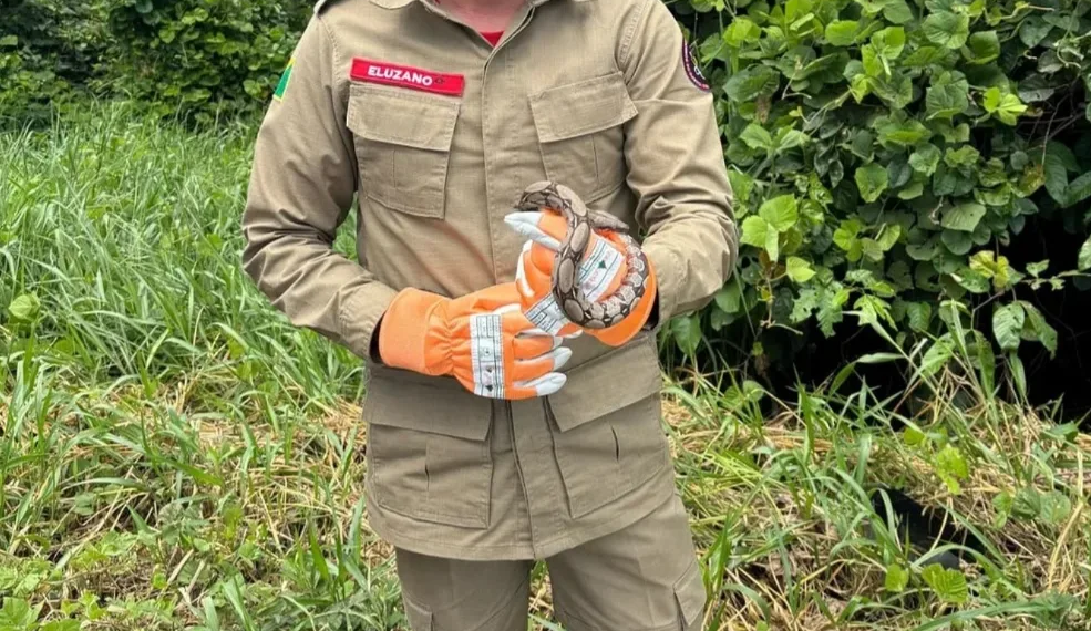 Jiboia é resgatada dentro de casa no Acre e devolvida à natureza